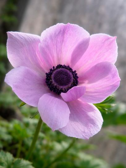 Anemone coronaria MISTRAL PLUS "Rarity"