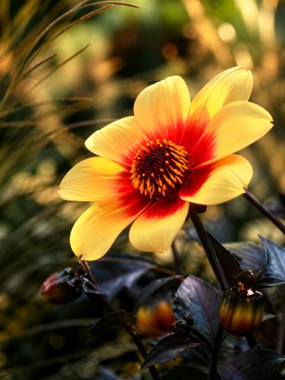 Dahlia "Sunshine"