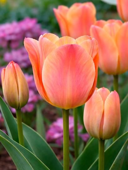 Tulipa "Stunning Beauty"