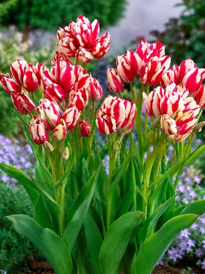 Tulipa "Flaming Club"