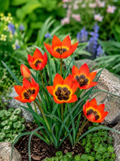 Tulipa "Little Princess"