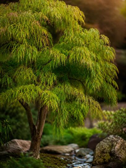 Acer palmatum "Dissectum"