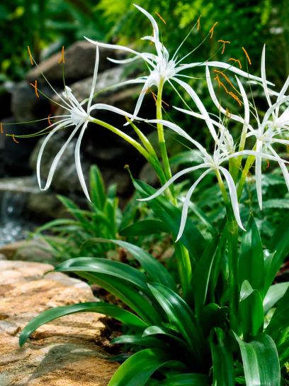Hymenocallis harrisiana