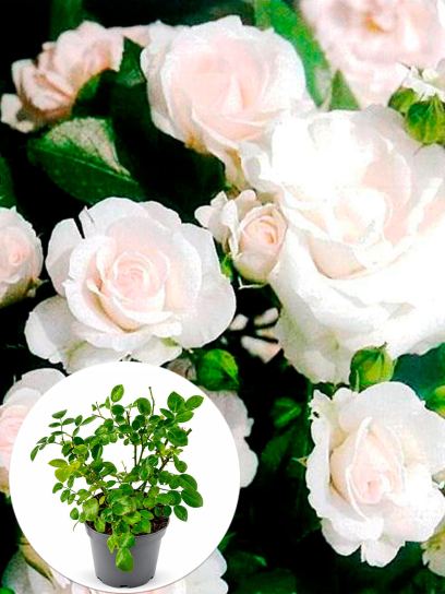 Rosa "Aspirin Rose" container (P15)