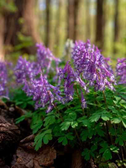 Corydalis solida "Purple Bird"