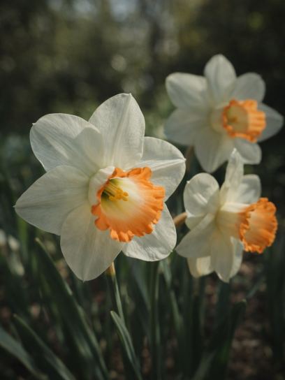 Narcissus "Pink Charm"