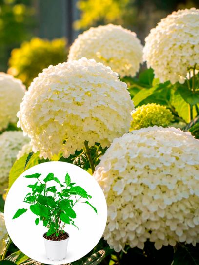 Hydrangea arborescens "Incrediball" container (P19)