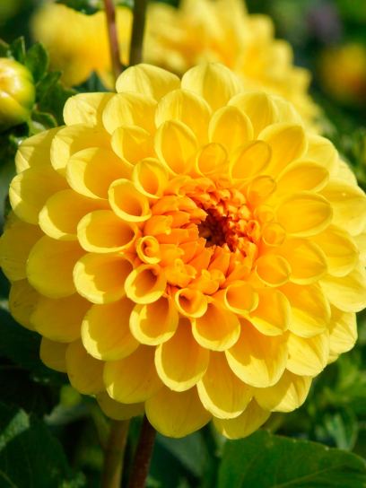 Dahlia "Golden Scepter"