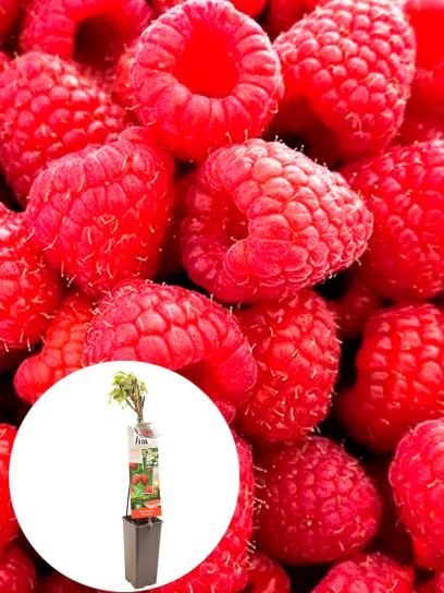 Raspberry "TwoTimer® Sugana Red®" container (P11)