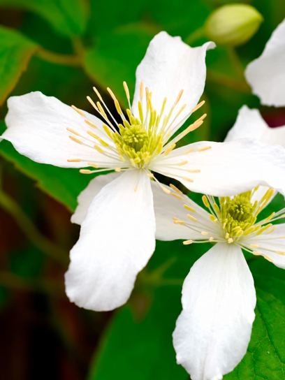 Clematis "Wilsonii" contenedor (C2)