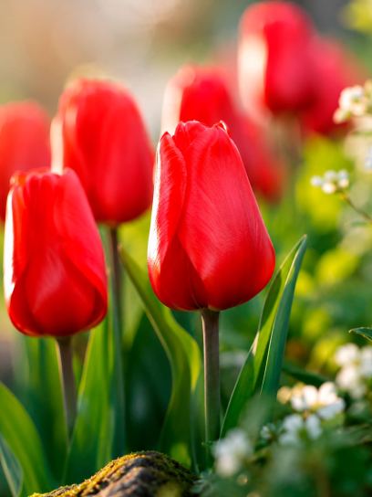 Tulipa "Lalibela"