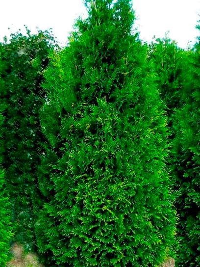 Thuja "King of Brabant" container (C4)