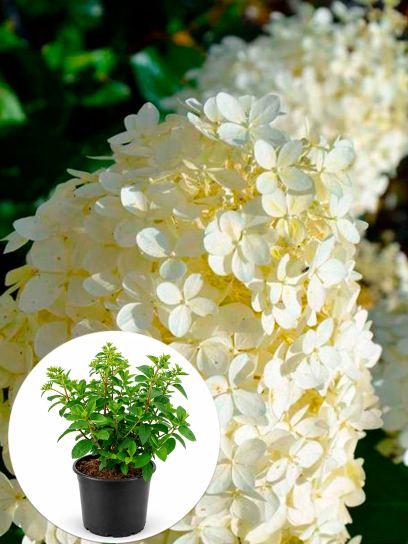 Hydrangea paniculata "Bobo" container (Р19)