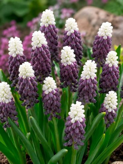 Muscari latifolium "Grape Ice"