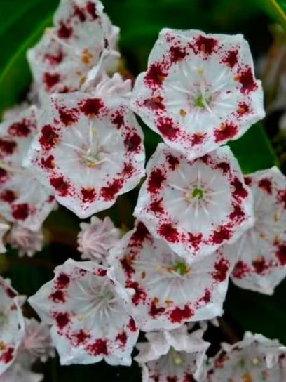 Mountain Laurel "Nani" container (C4)