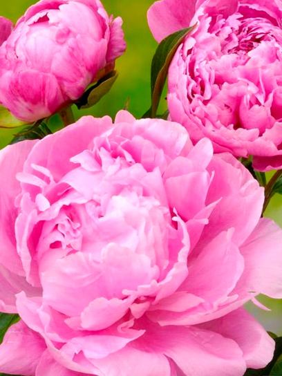 Paeonia "Alexander Fleming"