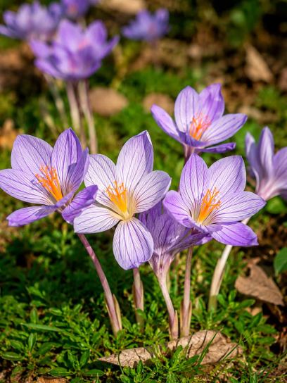 Crocus speciosus "Oxonian"