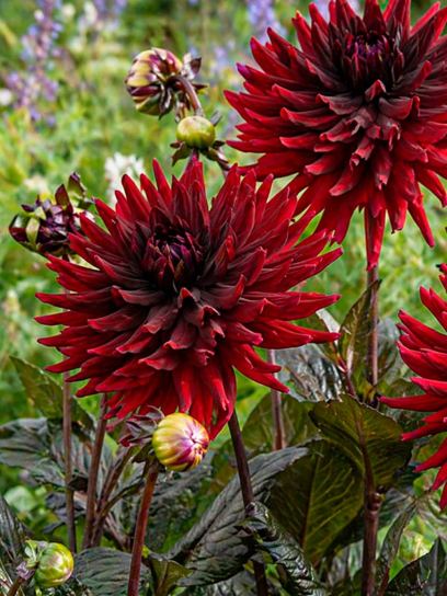Dahlia "Chat Noir"