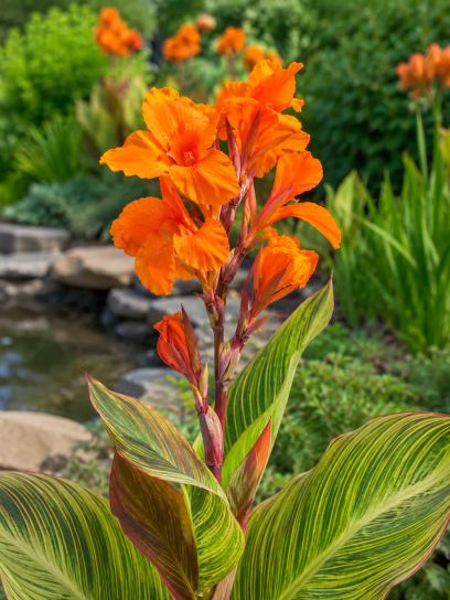 Canna "Pretoria"
