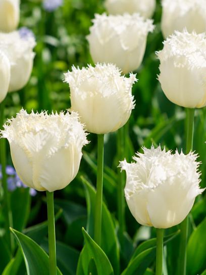 Tulip "Honeymoon"