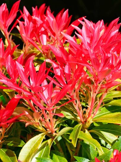 Pieris "Forest Flame" container (C2.3)