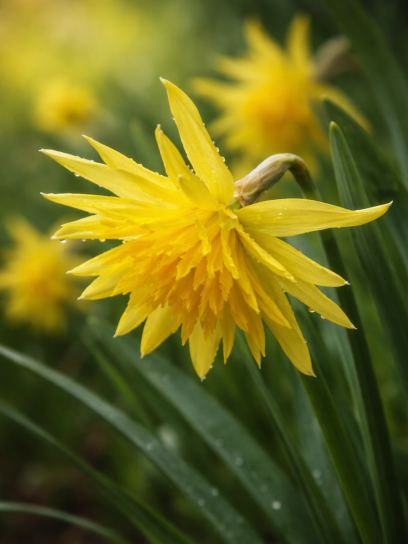 Narcissus "Rip van Winkle"