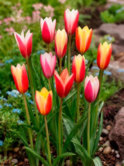 Tulipa clusiana -Mix-