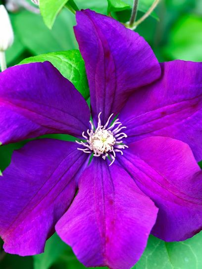 Clematis "Viticella" container (C2)