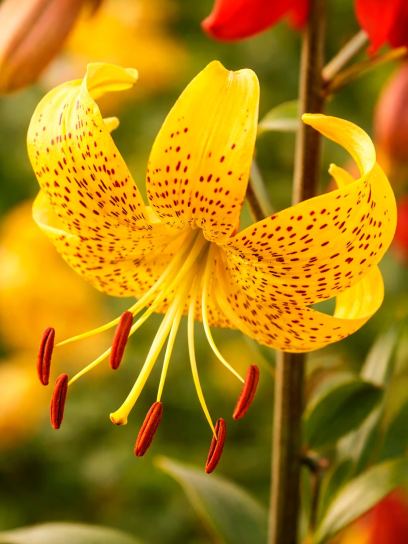 Lilium leichtlinii