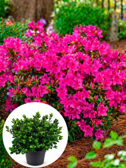 Azalea japonica "Geisha Purple" Container (P19)