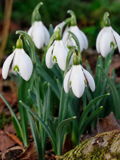 Galanthus nivalis, bulb size 4/5