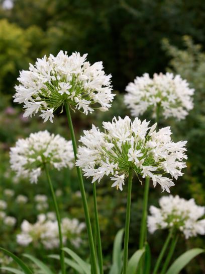 Agapanthus "Polar Ice"