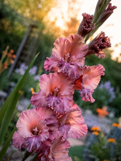 Gladiolus "Rusty Chestnut"