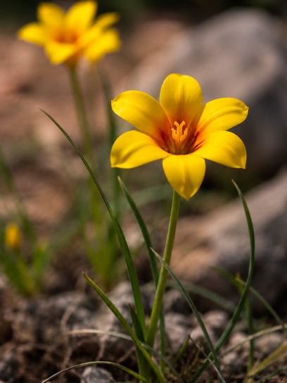 Moraea ochroleuca