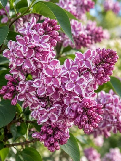 Lilac ‘Sensation’ (Common)