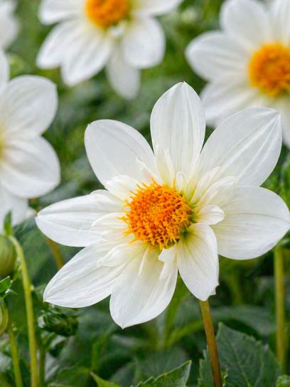 Dahlia "Impression Flamenco"
