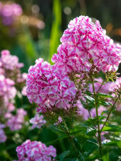 Phlox maculata Natascha