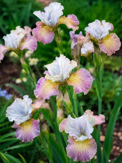 Iris sibirica "Jerry Murphy"