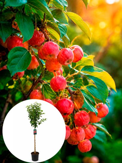 Malus "Evereste" ® CAC container (P29)