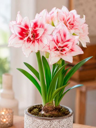 Hippeastrum "Elvas"