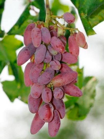 Grape "Datteltraube" container (C3)