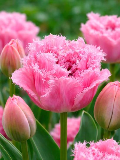 Tulipa "Sugar Crystal"