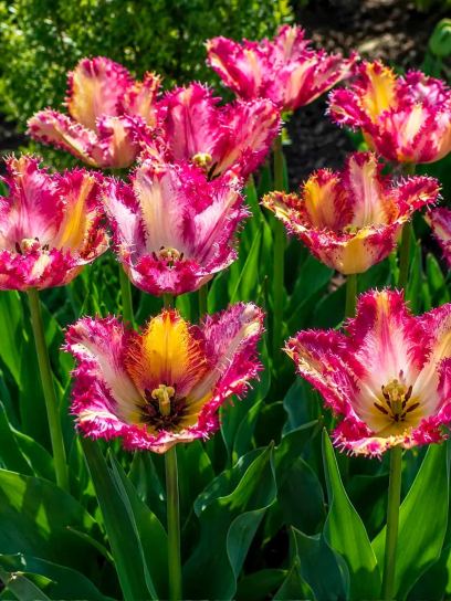 Tulip "Colour Fusion"