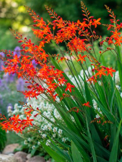 Crocosmia "Carmine Brilliant"