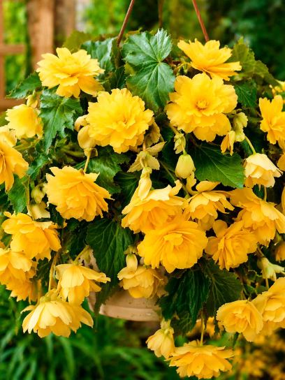 Begonia Pendula Cascade - Yellow