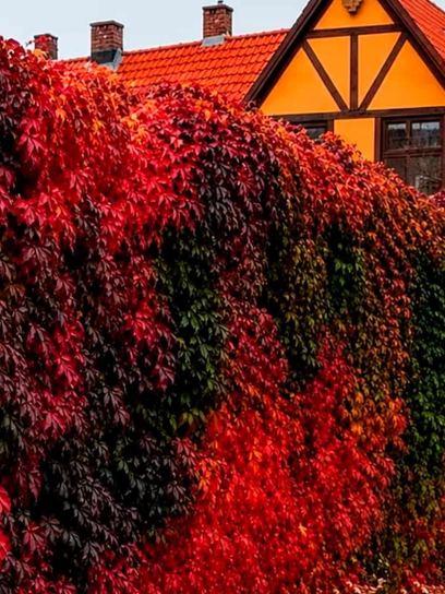 Virginia Creeper "Quinquefolia" container (C2)