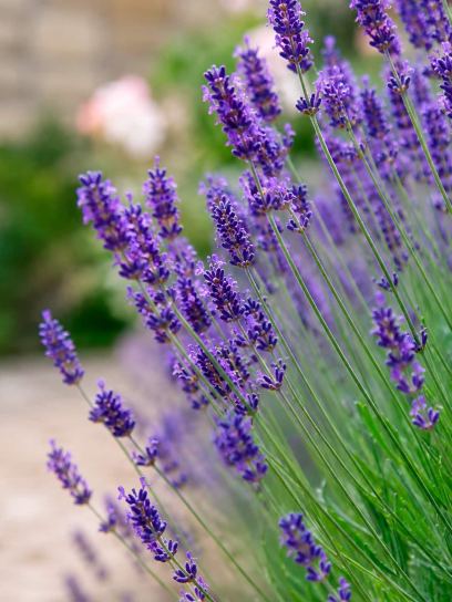 Lavandula angustifolia "Munstead"