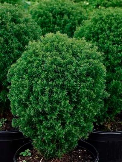 Thuja occidentalis "Teddy" container (P19)