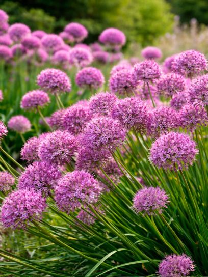 Allium "Lavender Bubbles"