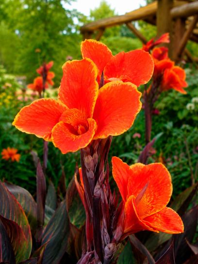 Canna "Cleopatra" Red